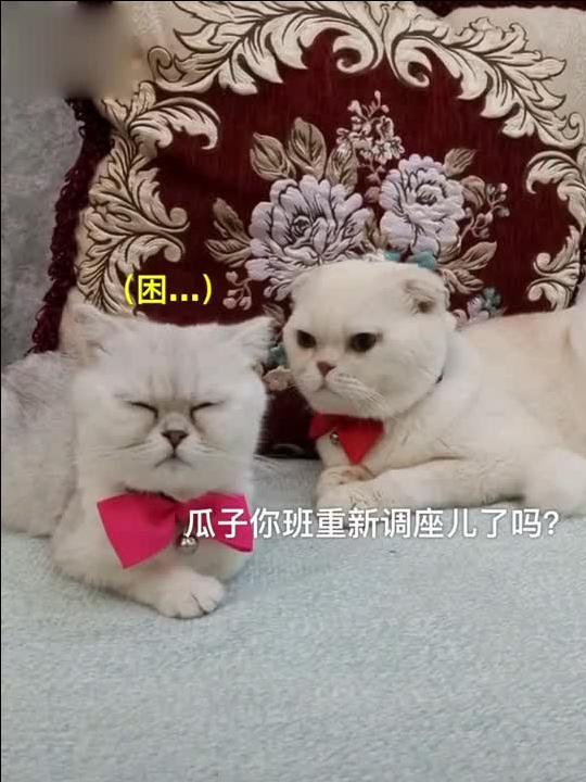 娱乐吃瓜君刘二豆,从萌宠网红到人气王，揭秘“会说话的猫咪”背后的故事