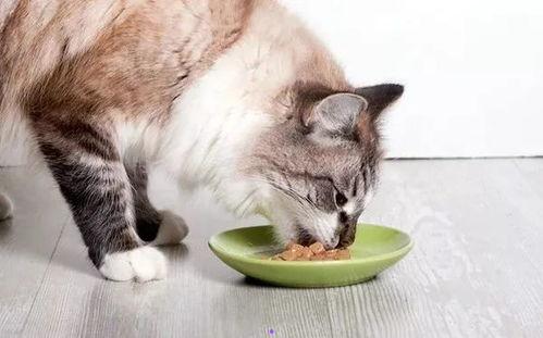 娱乐吃瓜酱猫,揭秘娱乐圈那些不为人知的幕后故事